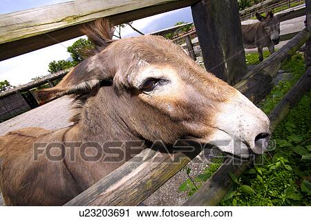 Stock Image - Close-up of a donkey behind fence. Fotosearch