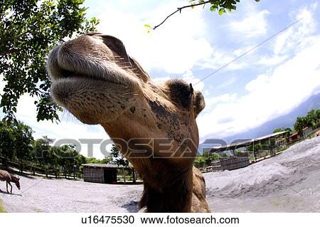 Stock Image - Close-up of camel (fish-eye). Fotosearch
