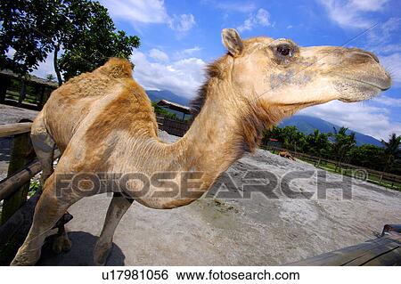 Close-up of camel (fish-eye) View Large Photo Image Stock Photograph - Close-up of camel (fish-eye). Fotosearch
