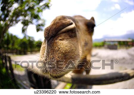 Stock Image - Close-up of camel(fish-eye). Fotosearch