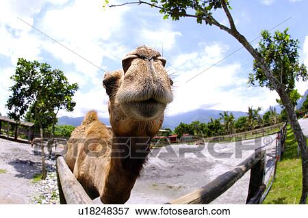 Stock Photo - Close-up of camel(fish-eye). Fotosearch