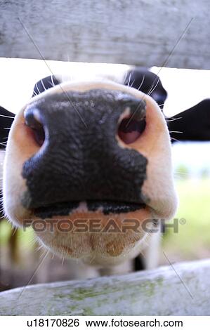 Stock Photograph - Close-up of cow behind fence. Fotosearch