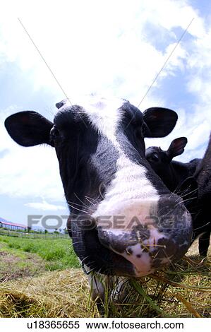Close-up of cow eating hay(fish-eye) View Large Photo Image Stock Photography - Close-up of cow eating hay(fish-eye). Fotosearch