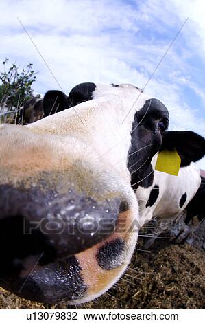 Stock Image - Close-up of cow (fish-eye). Fotosearch