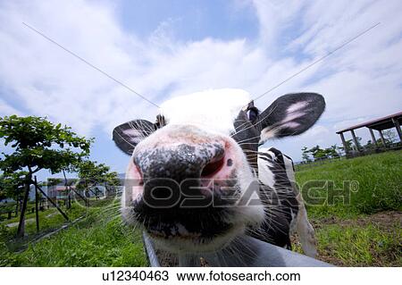 Close-up of cow in field(fish-eye) View Large Photo Image Stock Image - Close-up of cow in field(fish-eye). Fotosearch