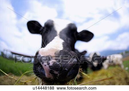 Stock Photo - Close-up of cow in field(fish-eye). Fotosearch