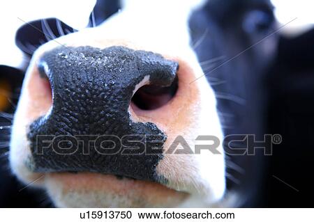 Stock Image - Close-up of cow. Fotosearch