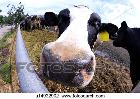 Close-up of cows behind fence(fish-eye) View Large Photo Image Stock Image - Close-up of cows behind fence(fish-eye). Fotosearch