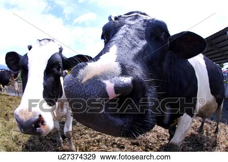 Close-up of cows in field(fish-eye) View Large Photo Image Stock Photo - Close-up of cows in field(fish-eye). Fotosearch