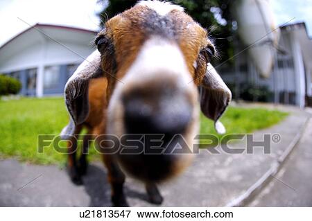 Stock Photo - Close-up of goat(fish-eye). Fotosearch