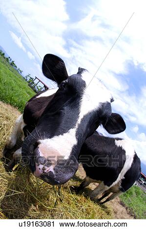Close-up of two cows eating hay in field(fish-eye) View Large Photo Image Stock Image - Close-up of two cows eating hay in field(fish-eye). Fotosearch