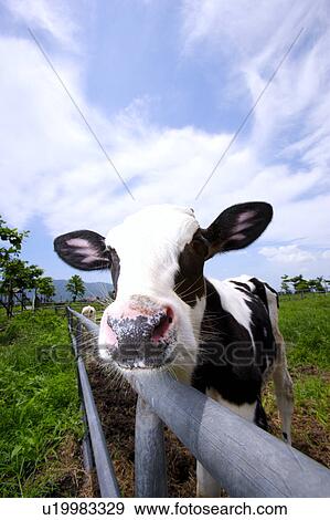 Cow behind fence, close-up View Large Photo Image Stock Photo - Cow behind fence, close-up. Fotosearch
