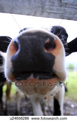Stock Photograph - Cow behind fence, close-up. Fotosearch