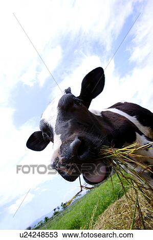 Stock Image - Cow eating hay in field. Fotosearch