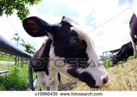 Cow in field, close-up (fish-eye) View Large Photo Image Stock Photo - Cow in field, close-up (fish-eye). Fotosearch
