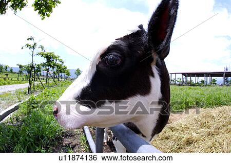 Cow in field, close-up (fish-eye) View Large Photo Image Stock Photograph - Cow in field, close-up (fish-eye). Fotosearch