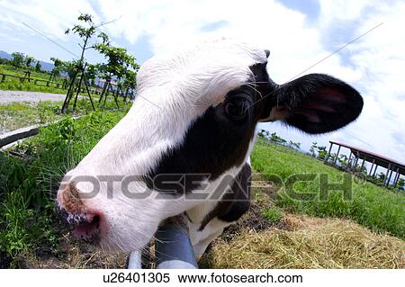 Cow in field, close-up (fish-eye) View Large Photo Image Stock Photography - Cow in field, close-up (fish-eye). Fotosearch