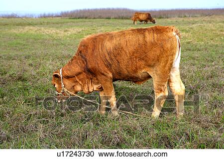 Stock Image - Cow in field. Fotosearch
