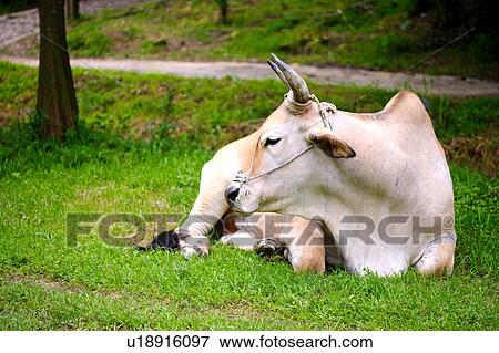 Cow resting in field, side view View Large Photo Image Stock Photo - Cow resting in field, side view. Fotosearch