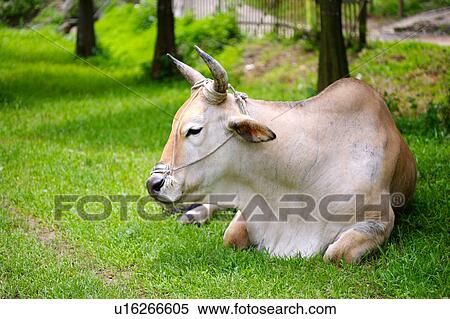 Stock Photography - Cow resting in field, side view. Fotosearch