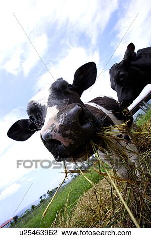 Cows eating hay in field View Large Photo Image Stock Image - Cows eating hay in field. Fotosearch