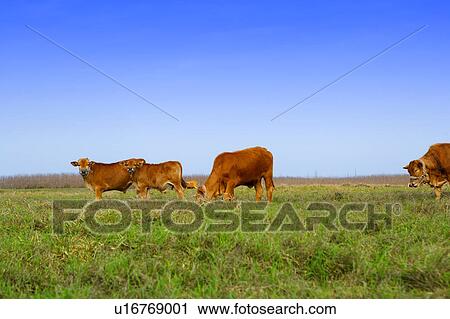 Stock Image - Cows grazing in field. Fotosearch