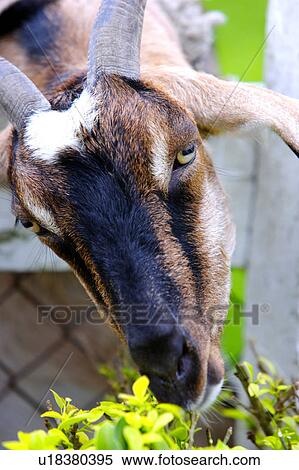 Stock Photography - Gemsbok eating grass, high angle view, close-up. Fotosearch
