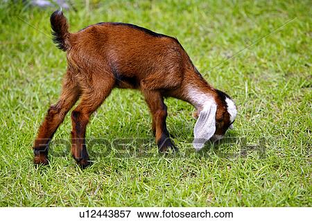 Goat in field, eating grass View Large Photo Image Stock Photo - Goat in field, eating grass. Fotosearch