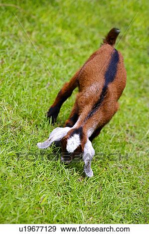 Stock Photo - Goat in field, eating grass. Fotosearch