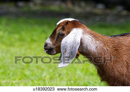 Goat in field, side view View Large Photo Image Stock Image - Goat in field, side view. Fotosearch
