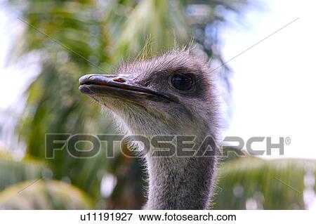 Stock Photo - Ostrich, close-up of head. Fotosearch