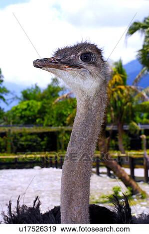 Stock Photo - Ostrich, close-up. Fotosearch