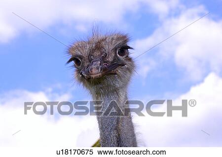 Stock Photography - Ostrich, low angle view. Fotosearch