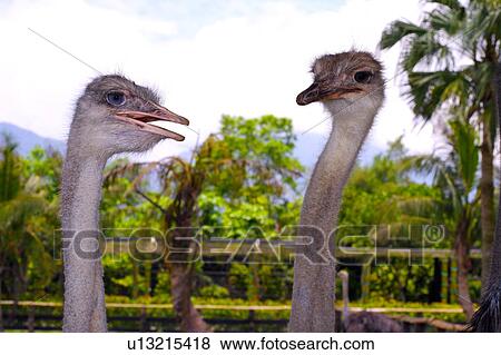 Ostriches, close-up View Large Photo Image Stock Photo - Ostriches, close-up. Fotosearch