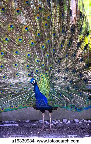 Peacock displaying tail feathers, full frame View Large Photo Image Picture - Peacock displaying tail feathers, full frame. Fotosearch