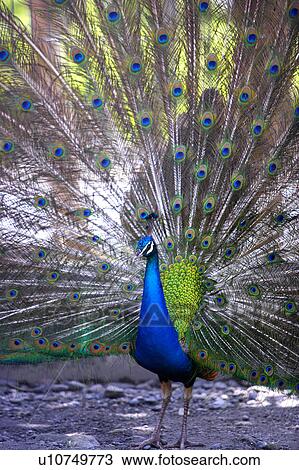 Stock Image - Peacock displaying tail feathers, full frame. Fotosearch