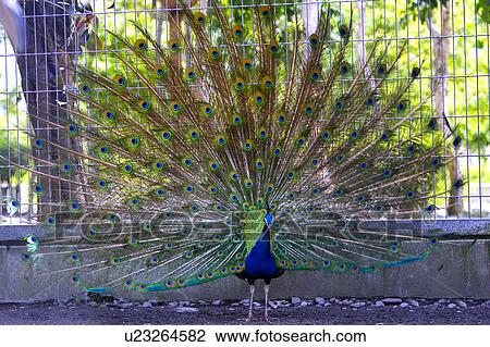 Stock Image - Peacock displaying tail feathers, full frame. Fotosearch