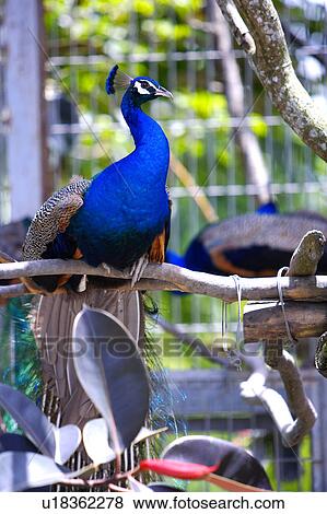 Peacock on branch resting View Large Photo Image Stock Photo - Peacock on branch resting. Fotosearch