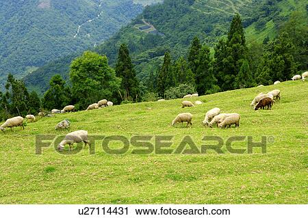 Stock Image - Sheep grazing in pasture. Fotosearch