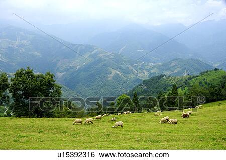 Stock Photograph - Sheep grazing in pasture. Fotosearch
