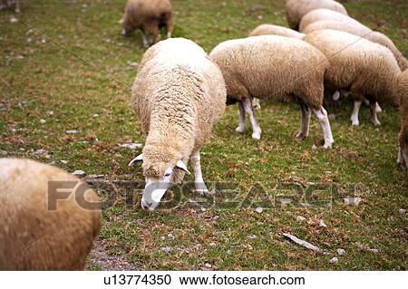 Stock Image - Sheep huddling together, high angle view. Fotosearch
