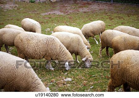 Stock Image - Sheep huddling together, high angle view. Fotosearch