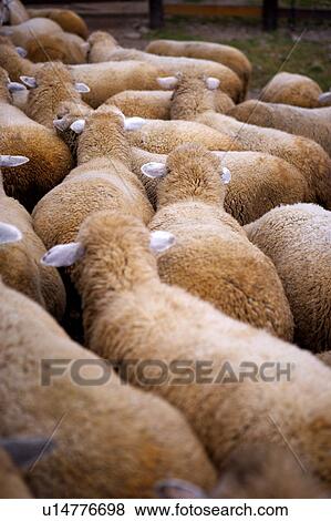 Sheep huddling together, high angle view View Large Photo Image Stock Photo - Sheep huddling together, high angle view. Fotosearch