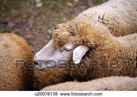 Stock Photo - Sheep huddling together, high angle view. Fotosearch