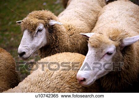 Stock Photography - Sheep huddling together, high angle view. Fotosearch