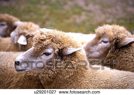 Stock Photo - Sheep huddling together. Fotosearch