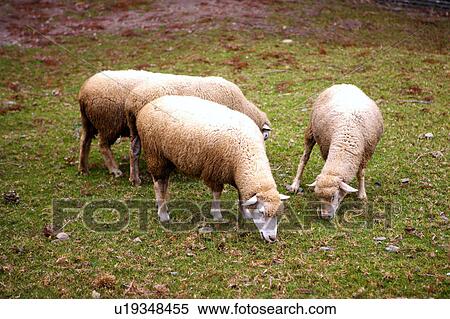 Stock Photography - Three sheeps in field, eating grass. Fotosearch