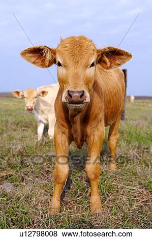 Stock Photo - Two cows in field. Fotosearch