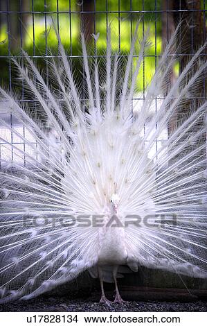 Picture - White peacock displaying tail feathers, close-up. Fotosearch