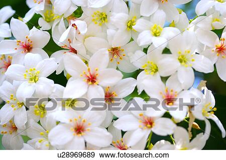 Bunch of white flowers, close-up View Large Photo Image Stock Photo - Bunch of white flowers, close-up. Fotosearch